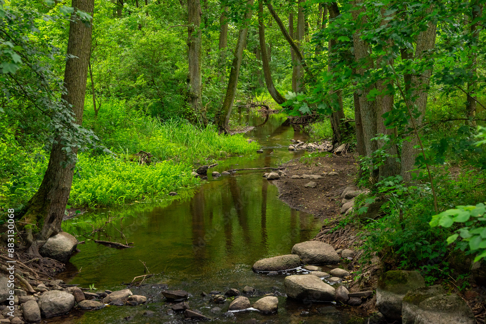 Peaceful little river flowing through a deciduous forest. Dense green vegetation and large stones in the water and on the bank. Peaceful little river flowing through a deciduous forest. Dense green vegetation and large stones in the water and on the bank.