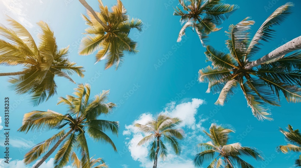 Palm Trees Reaching for the Sky, Low Angle View, Palm Tree Canopies, Sunny Day, Blue Sky, Tropical Paradise, Palm Leaves Palm Trees Reaching for the Sky, Low Angle View, Palm Tree Canopies, Sunny Day, Blue Sky, Tropical Paradise, Palm Leaves