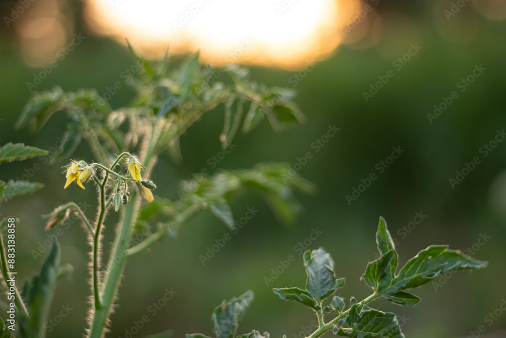 Tomato flowers against the sunset. Green tomato. Tomato flowers against the sunset. Green tomato.