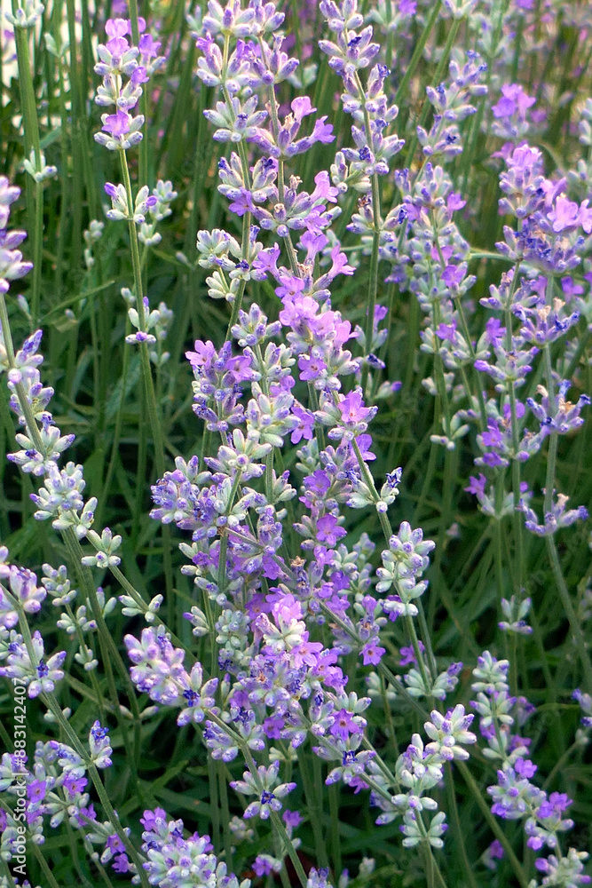 Lavender closeup. Composition of nature.Macro of blooming violet lavender flowers. Summer concept, selective focus Lavender closeup. Composition of nature.Macro of blooming violet lavender flowers. Summer concept, selective focus
