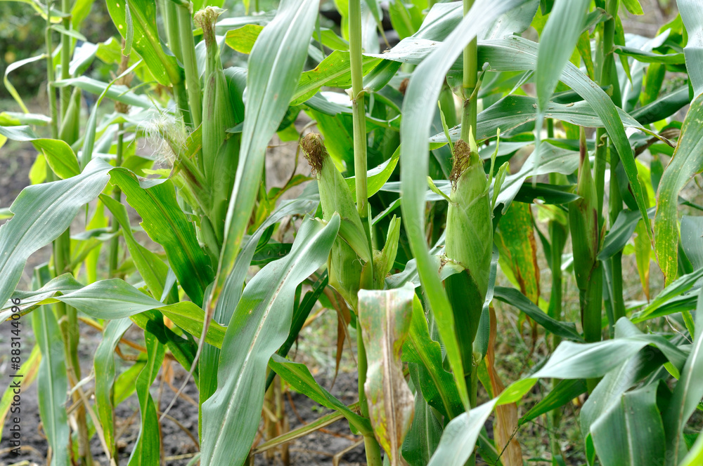 cornfield of ripe organic maize plantation in the vegetable garden cornfield of ripe organic maize plantation in the vegetable garden