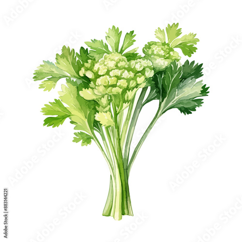 Celery watercolor illustration. Hand drawn Celery in watercolor style isolated on a white background
, bunch of parsley isolated on white