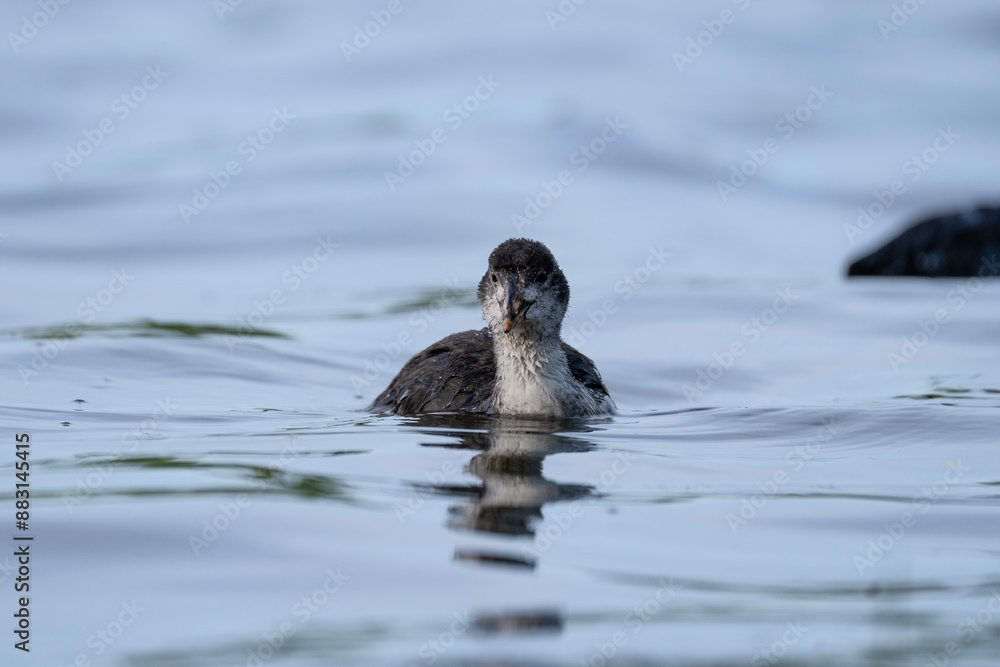 young Eurasian coot in water, Fulica atra young Eurasian coot in water, Fulica atra