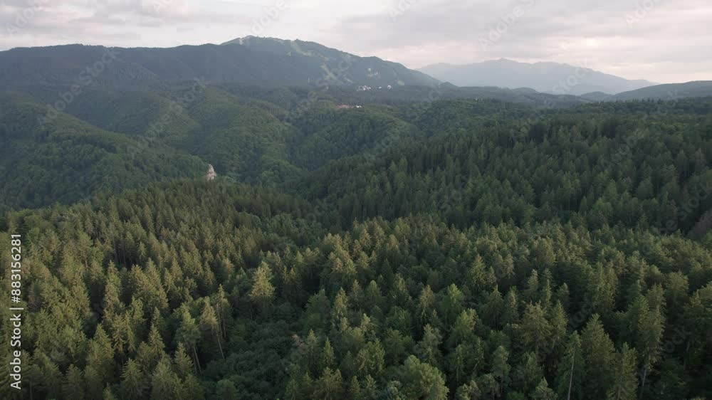 Aerial view above the green pine trees Aerial view above the green pine trees