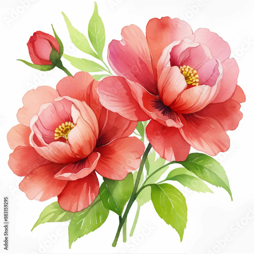 Watercolor peony flowers on white background, light pink