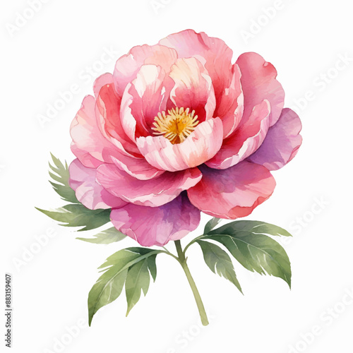 Watercolor peony flowers on white background, light pink