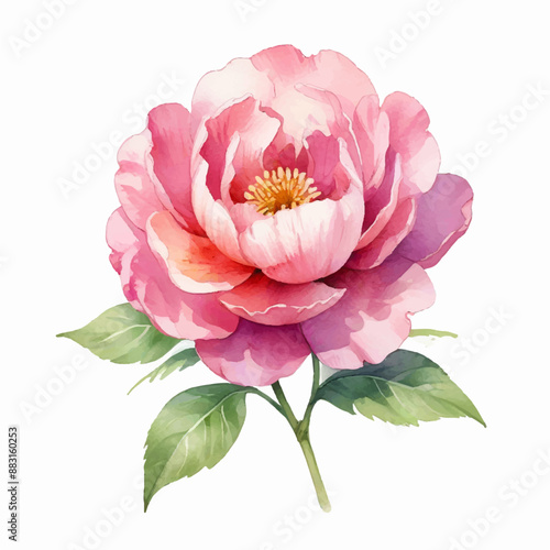 Watercolor peony flowers on white background, light pink