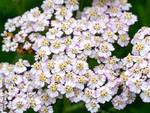 Closeup of white flowers of Achillea Peardrop