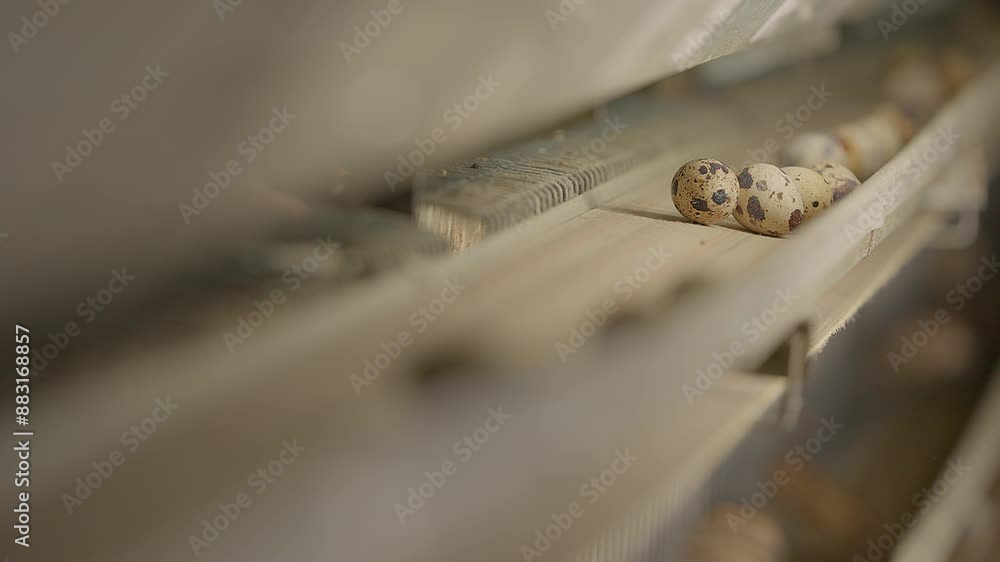 Production of the small quail eggs at the agricultural bird farming facility. Production conveyor carrying multiple small eggs. Small eggs production process at the poultry husbandry plant. Production of the small quail eggs at the agricultural bird farming facility. Production conveyor carrying multiple small eggs. Small eggs production process at the poultry husbandry plant.