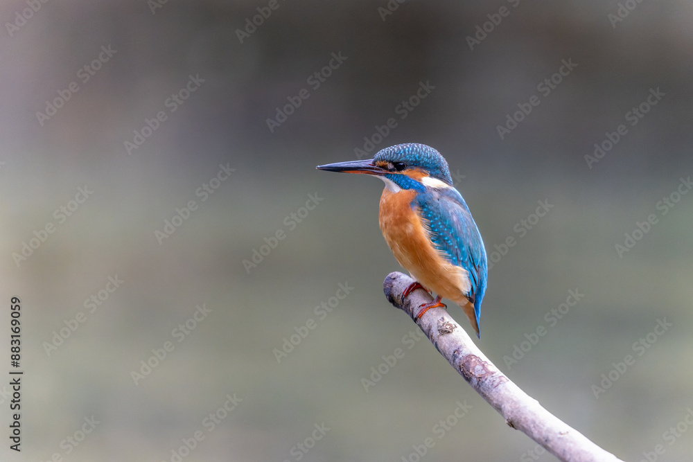 Eisvogel Eisvogel