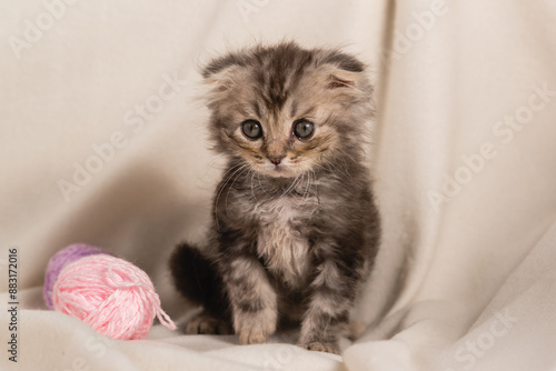 A small homemade brown fluffy kitten is sitting on blanket with balls of woolen lilac threads