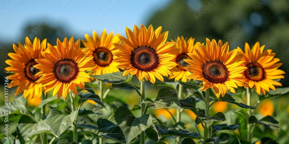 Obraz premium Sunflowers in Field, Bright Yellow Flowers, Agriculture Crop, Organic Farming