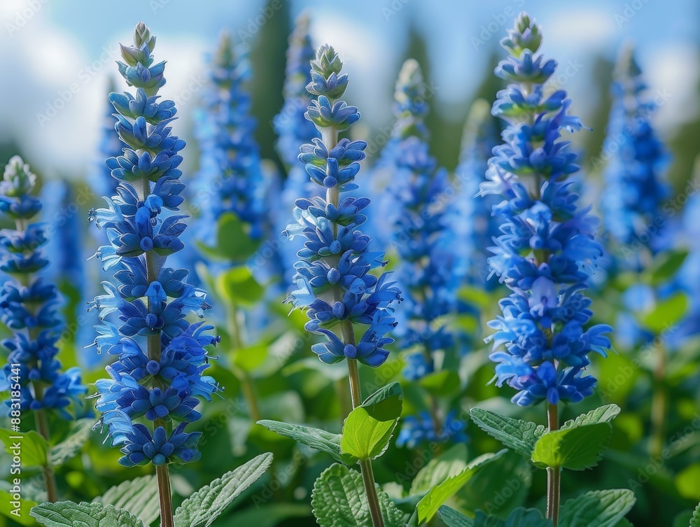 Lovely Blue Flowers Blooming in a Field Lovely Blue Flowers Blooming in a Field