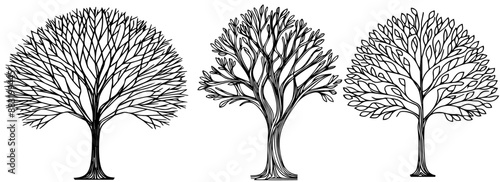 Realistic Isolated Leafless Tree set Vectors