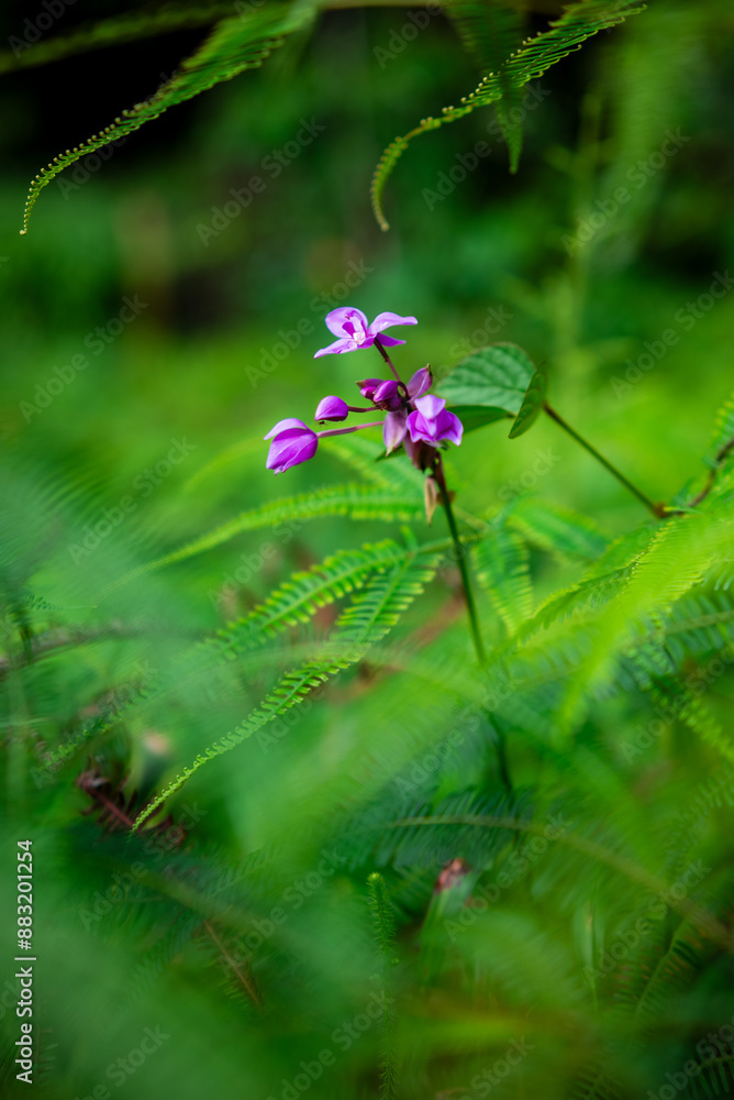 Orchid flower. Spathoglottis plicata, commonly known as the ground orchid, is found in Southeast Asia Orchid flower. Spathoglottis plicata, commonly known as the ground orchid, is found in Southeast Asia