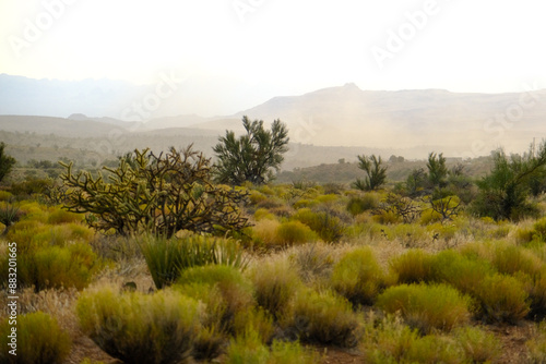 Fototapeta Naklejka Na Ścianę i Meble -  Dust blows through a green desert landscape after a storm
