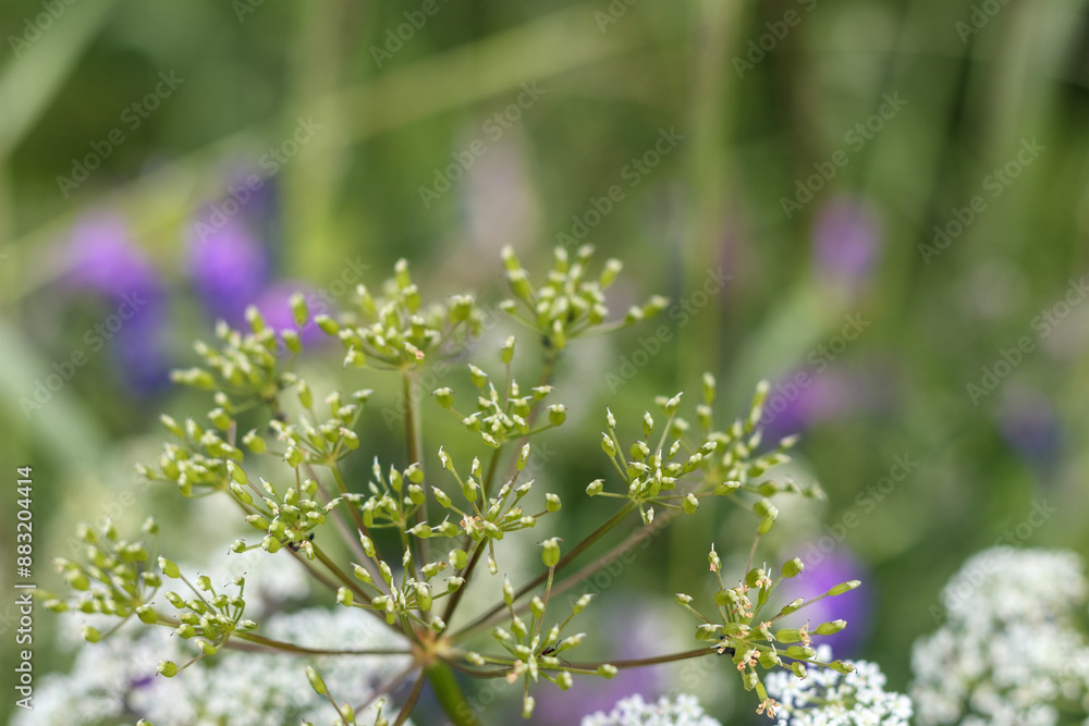 Obraz premium flowers in the garden