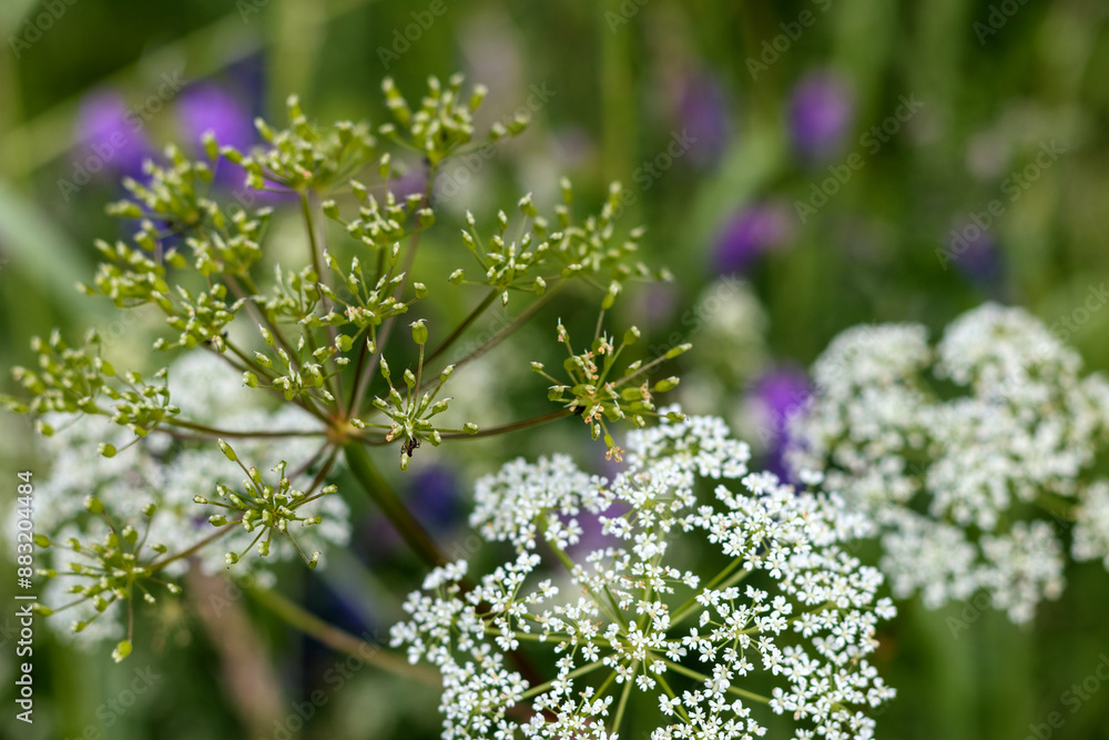 Obraz premiumclose up of small bald flowers with green leaves