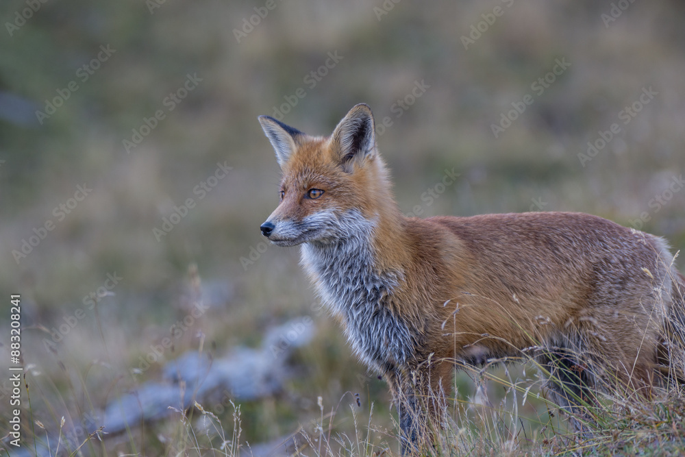 Fototapeta premium ein vorwitziger Fuchs auf besuch