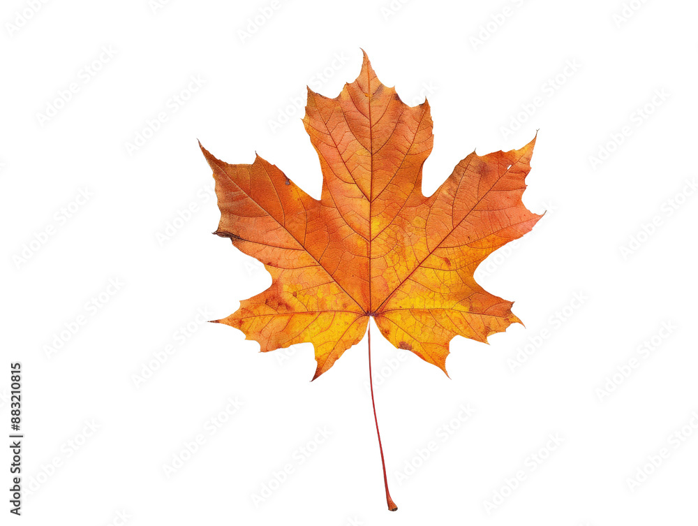 Vibrant autumn maple leaf isolated on white background. Perfect for seasonal designs, nature themes and fall-inspired Vibrant autumn maple leaf isolated on white background. Perfect for seasonal designs, nature themes and fall-inspired