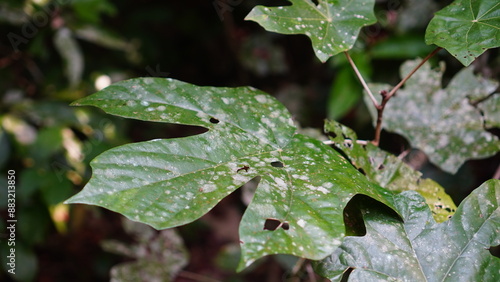 white spots on Macaranga Gigantea leaves