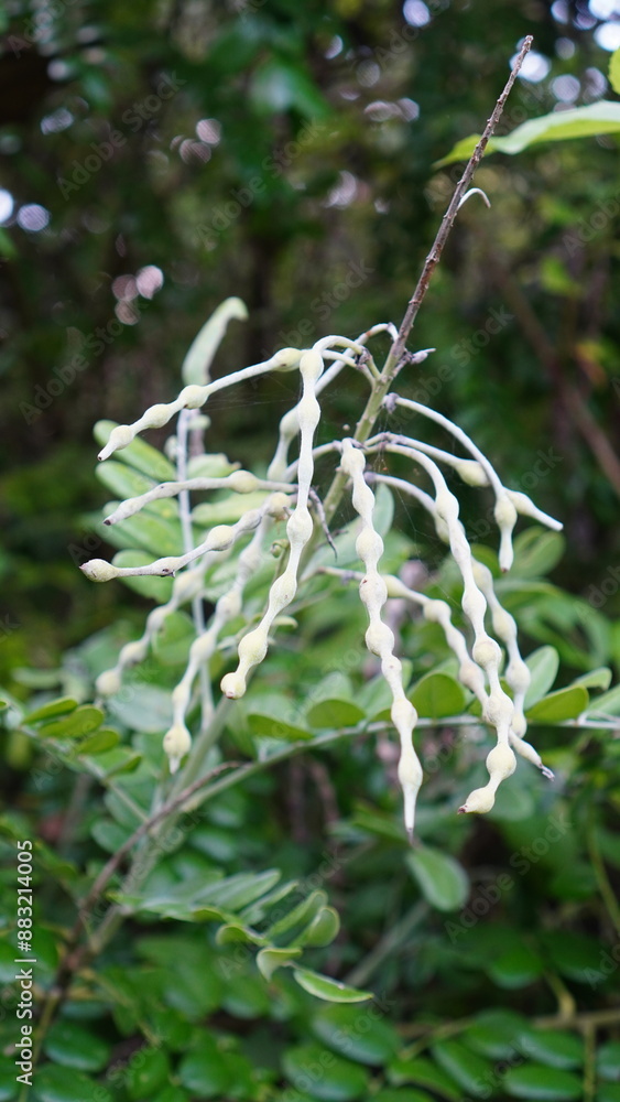 Obraz premium Sophora tomentosa in the forest