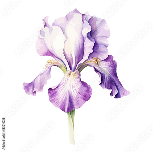 Watercolor Purple and yellow iris flower isolated on white, Hand Drawn iris painting, Flower illustration, iris, Watercolor Purple and yellow iris flower isolated on white, Hand Drawn iris painting