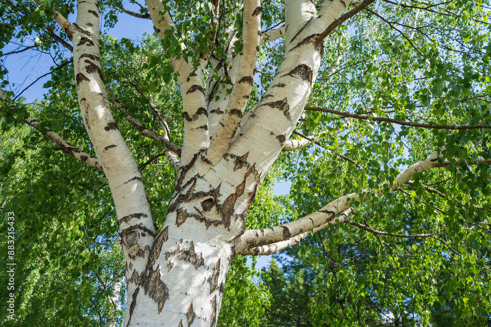 Fototapeta premium tree in the woods