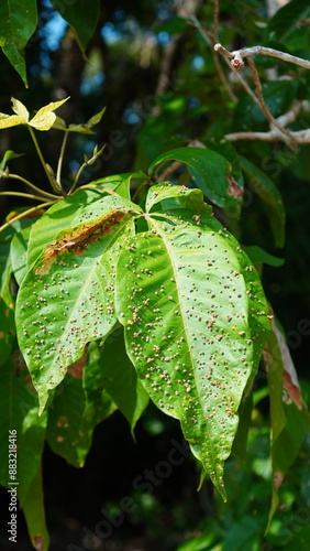 gall mite Aculops rhois on leaves photo