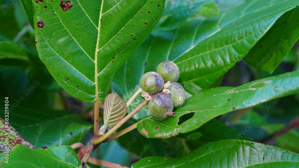 Guettarda speciosa fruit on tree Guettarda speciosa fruit on tree
