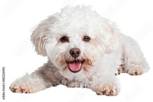 Adorable fluffy white dog with a happy expression lying down and looking at the camera. Perfect for pet and animal-themed designs.