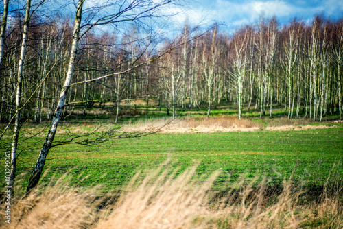 Fototapeta Naklejka Na Ścianę i Meble -  Przedwiośnie