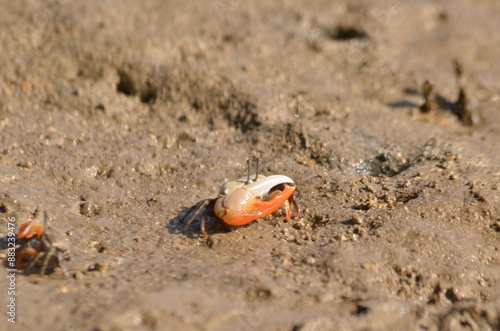 Gelasimus vomeris crab species on the beach photo