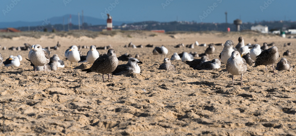 Obraz premium Portrait of a seagull, standing in the sand in front and behind a blurred background with sleeping seagulls 