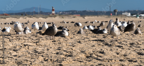 Portrait of a seagull, standing in the sand in front and behind a blurred background with sleeping seagulls 