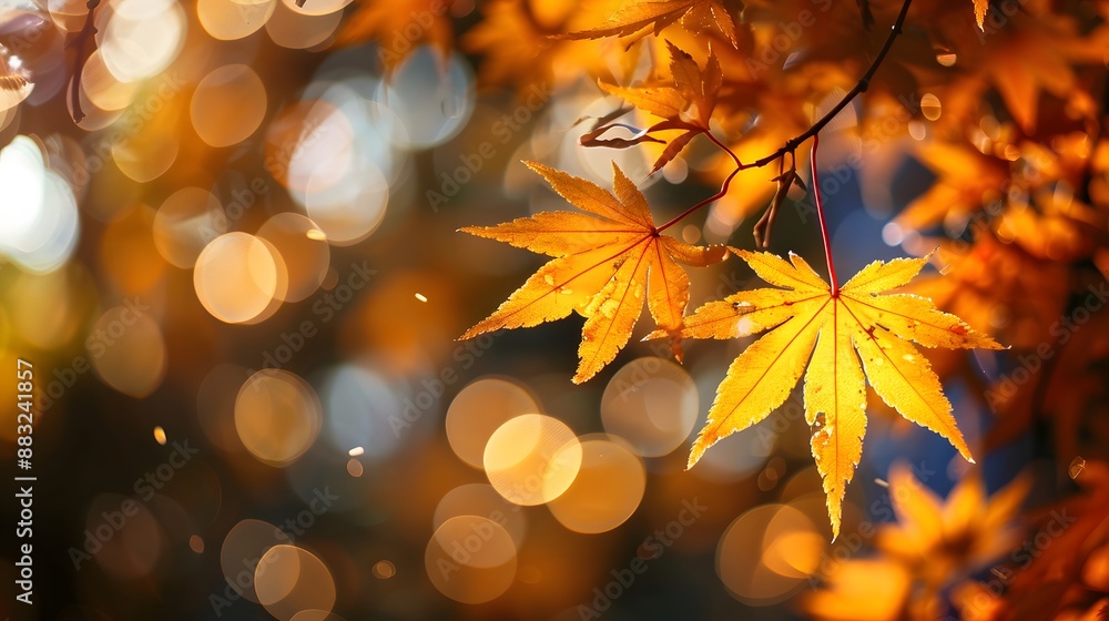 Beautiful blurred autumn background with yellow-gold leaves in the rays of sunlight on a dark natural background. Beautiful blurred autumn background with yellow-gold leaves in the rays of sunlight on a dark natural background.