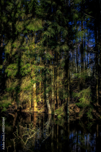 Fototapeta Naklejka Na Ścianę i Meble -  Las