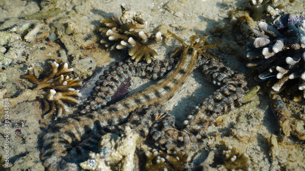 Fototapeta premium snake sea cucumber on the beach
