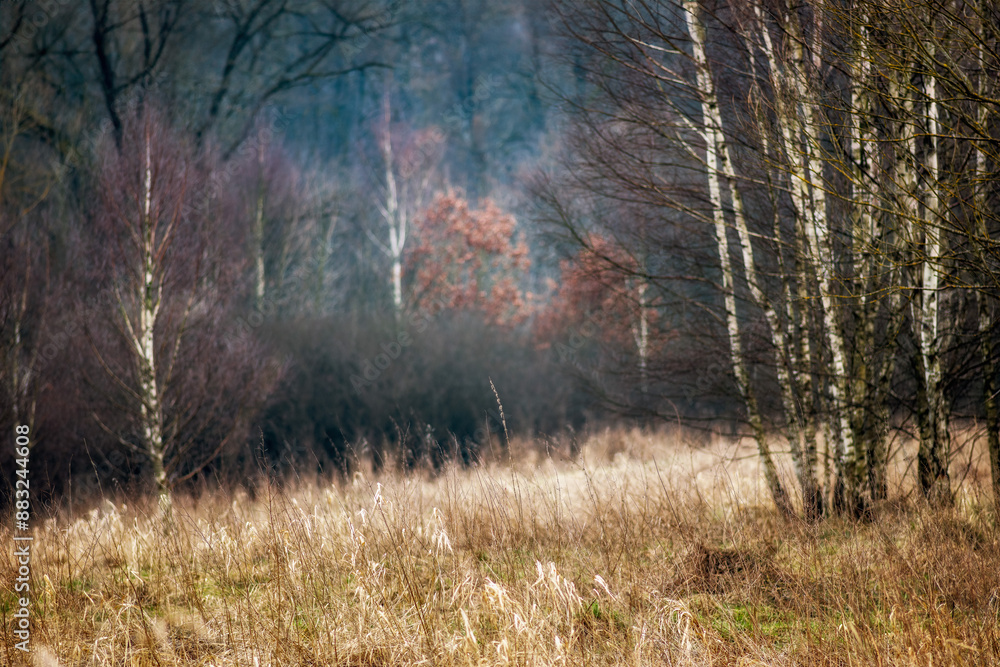 Obraz premium Pod lasem