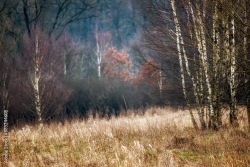 Fototapeta Naklejka Na Ścianę i Meble -  Pod lasem