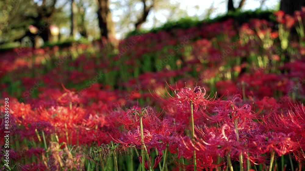 Red spider lilies illuminated by the afternoon sun Red spider lilies illuminated by the afternoon sun