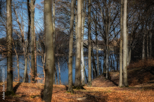 Fototapeta Naklejka Na Ścianę i Meble -  Las