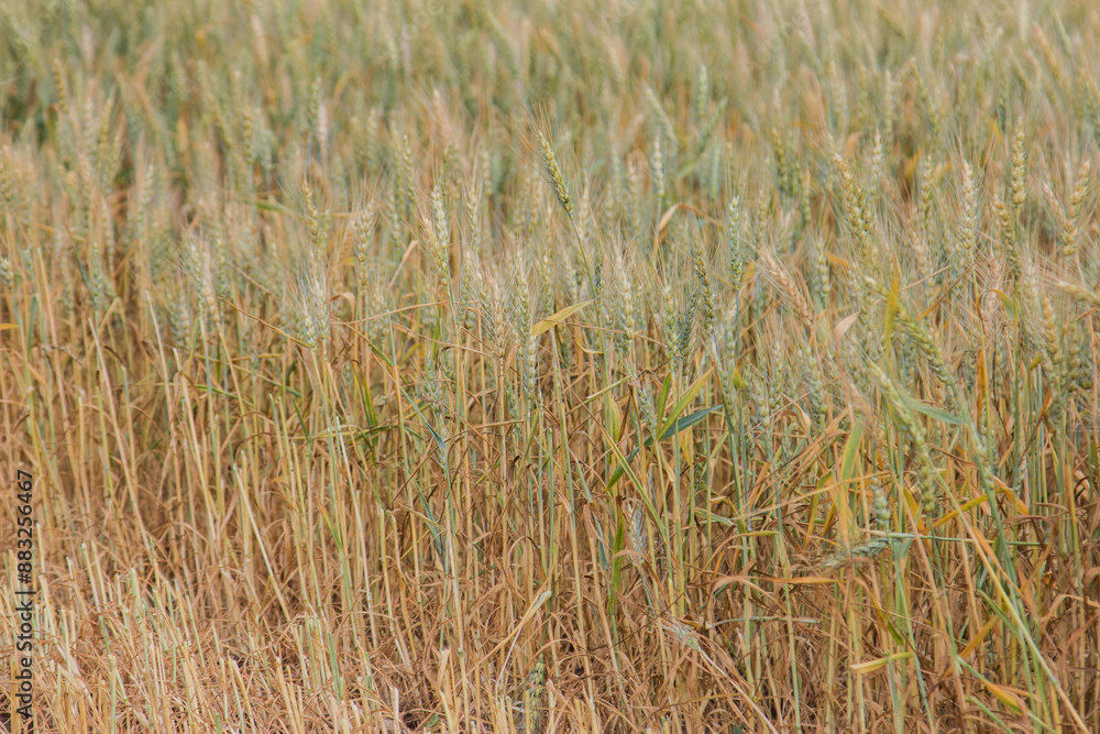 drought damaged spring wheat drought damaged spring wheat