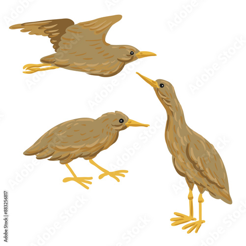 vector drawing great bittern, wild birds isolated at white background, hand drawn illustration