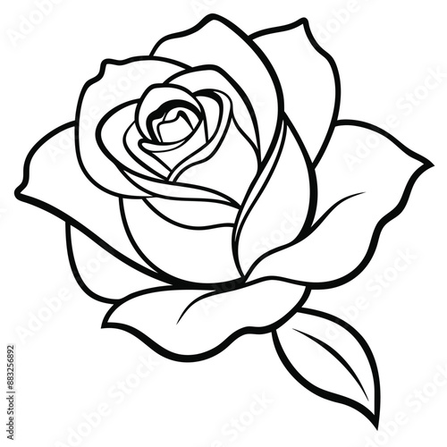 Rose flower silhouette with white background