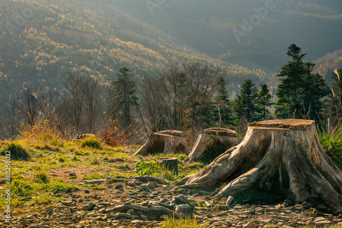 Fototapeta Naklejka Na Ścianę i Meble -  pnie ściętych drzew na górskiej hali w Beskidach