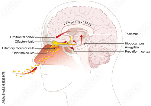 Sense of smell. Detailed illustration of the olfactory region