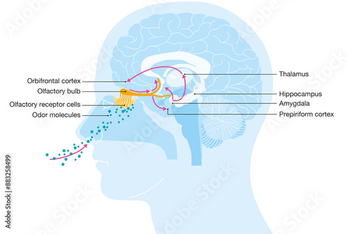 Sense of smell. Illustration of the olfactory region. Labeled photo