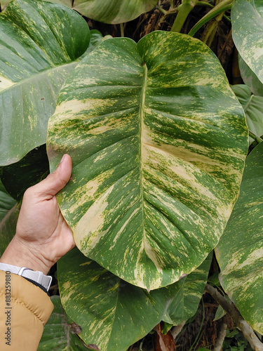 Beautiful money plant leaf holding by human hand stock photo