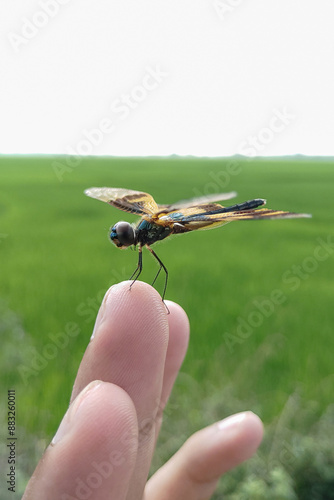 Dragonfly sitting on finger tip stock photo, soft green background.